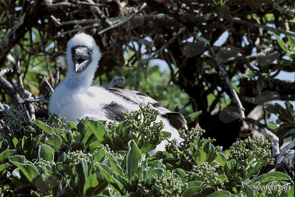 Pulcini di sula piedi rossi a Midway Atoll
