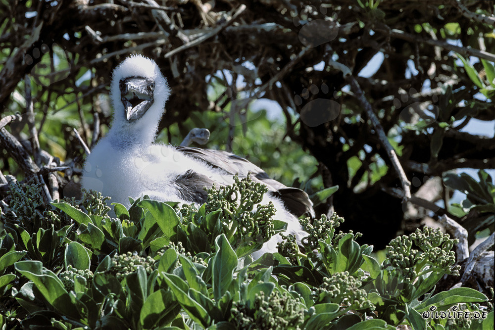 Rotfußtölpel Küken auf Midway Atoll