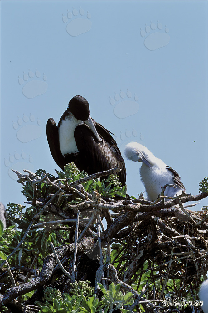 Affascinante fregata e adorabili pulcini di sula piedirossi su Midway Atoll