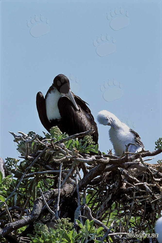 Fascinante frégate et mignonnes poussins de fous à pieds rouges sur Midway Atoll