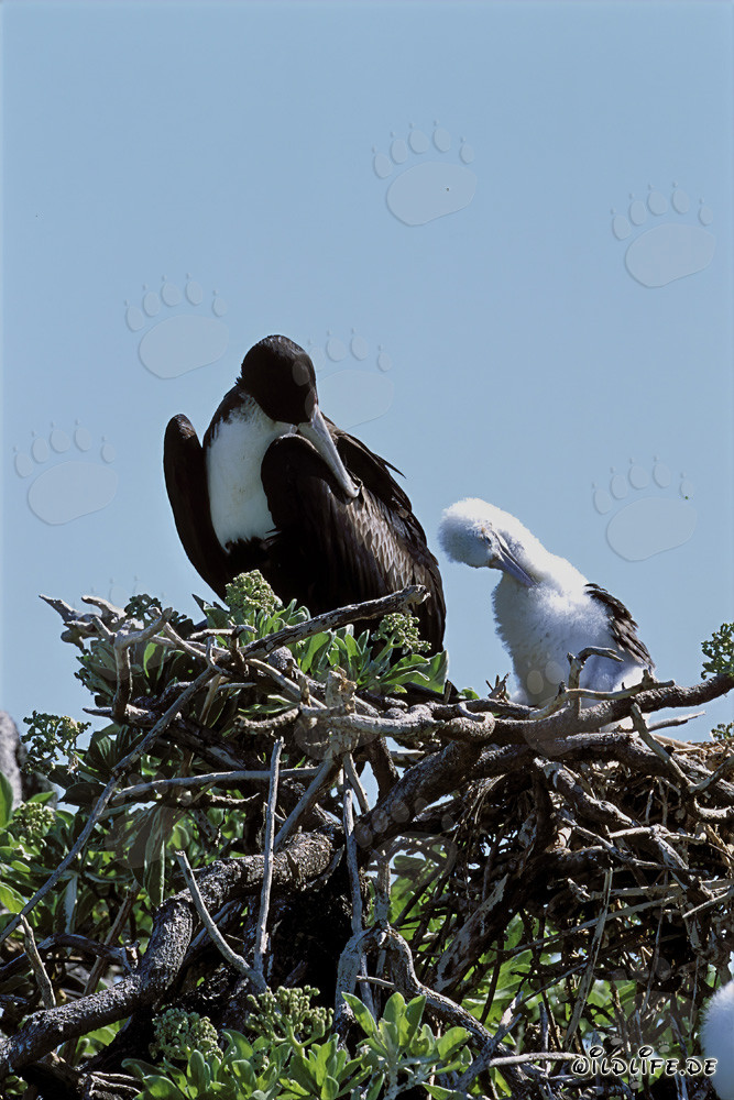 Fascinating Great Frigatebird and adorable Red-footed Booby chicks on Midway Atoll