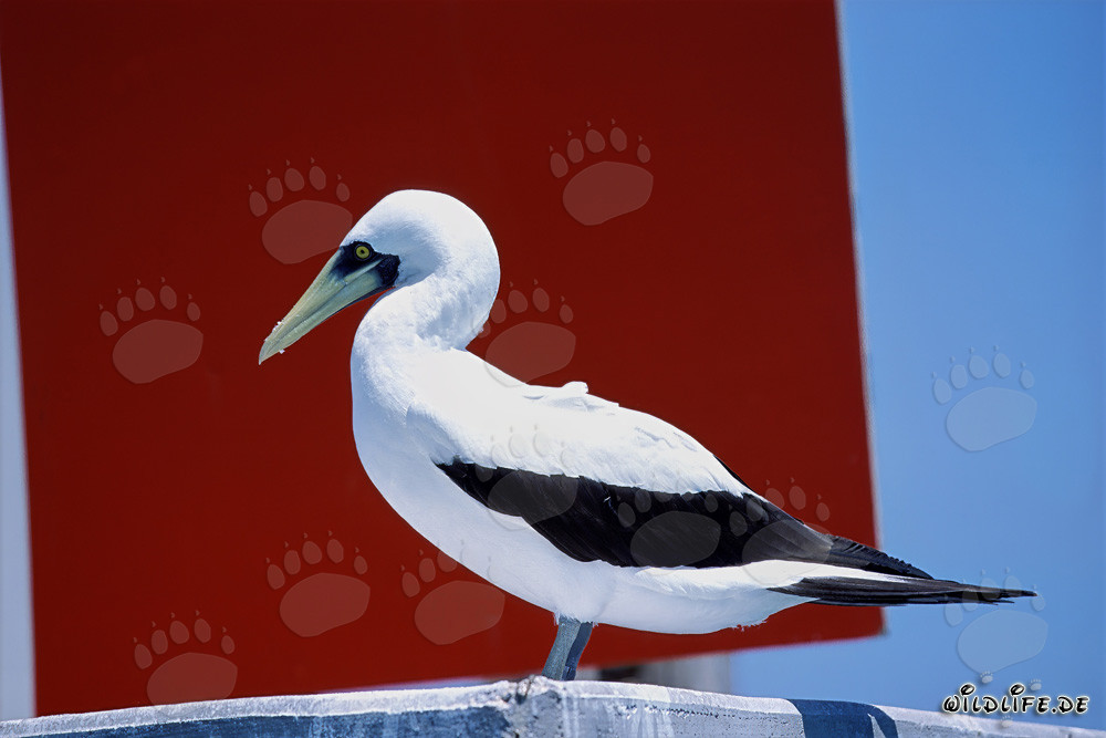 Masked Booby on a Navigation Sign Tower