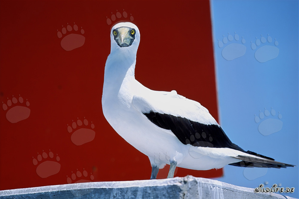 Fula descansa en una torre de señales marítimas