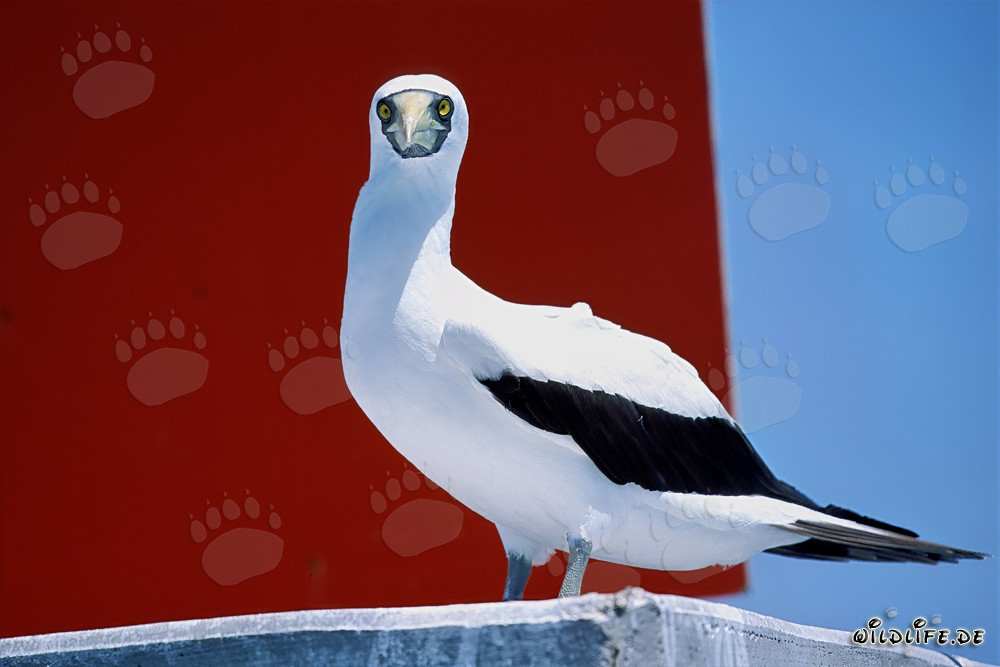 Masked Booby resting on a nautical marker tower