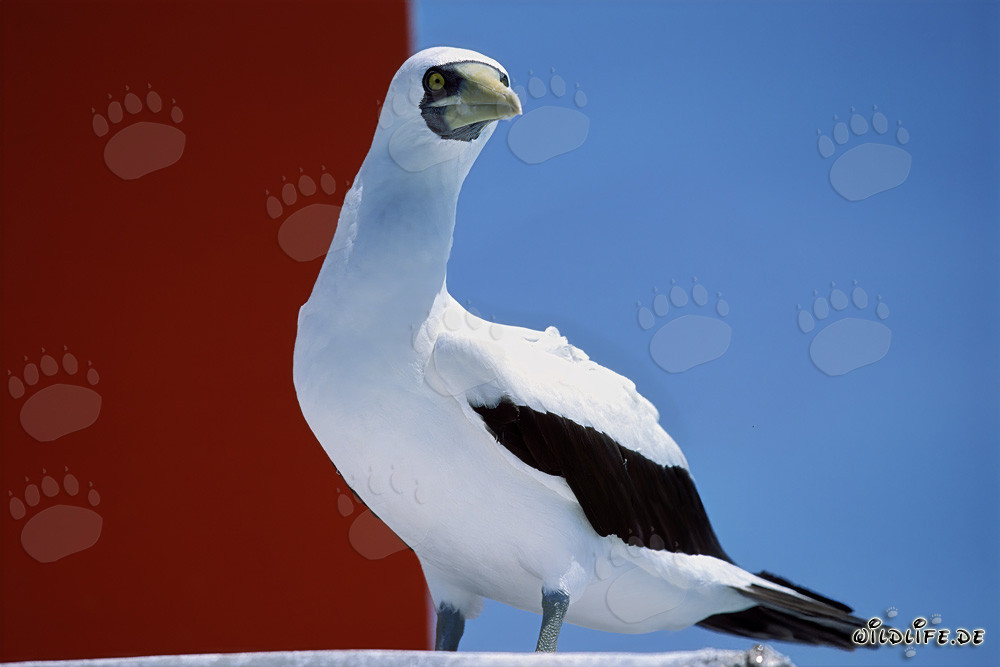 Fou masqué sur une tour de signalisation maritime à Midway, îles hawaïennes