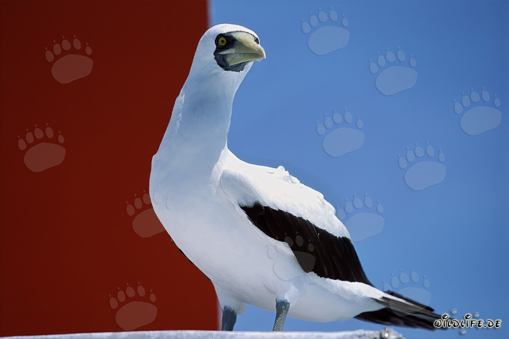 Masked Booby on a Navigation Sign Tower in Midway, Hawaiian Islands