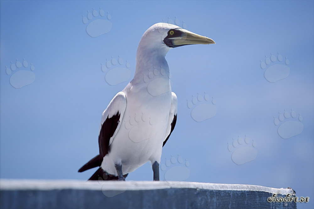 Alcatraz enmascarado observando el mar desde una torre de señalización