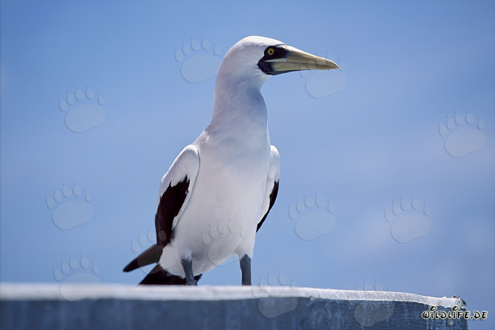 Masked Booby observing the sea from a navigation sign tower