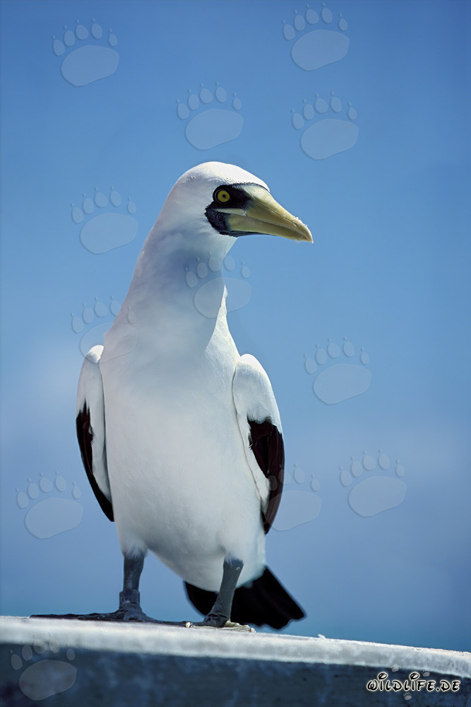 Pájaro enmascarado observando el mar desde una torre