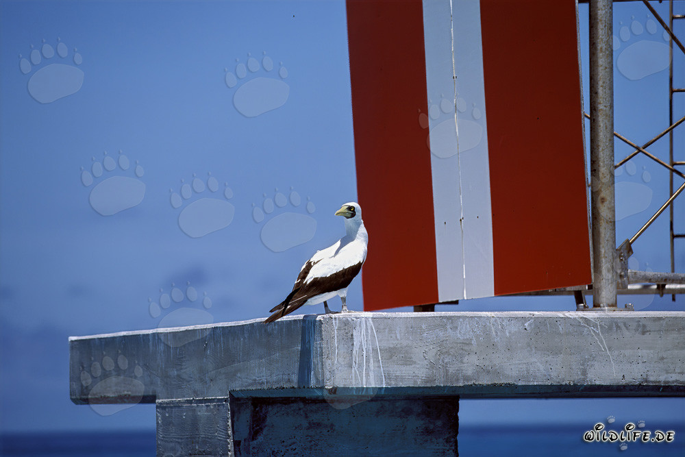 Masked Booby (Sula dactylatra)