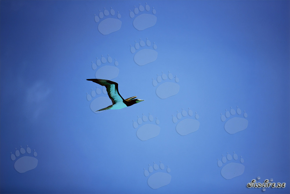 Observar los alcatraces pardos en Midway Atoll