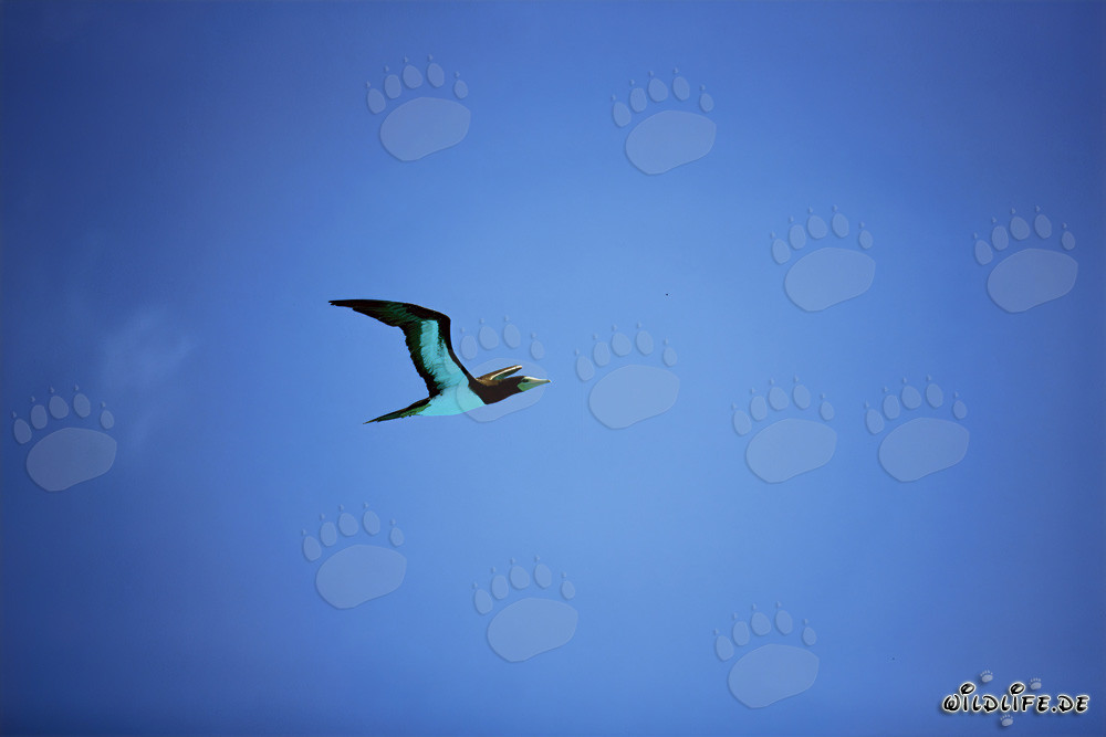 Brauntoelpel auf Midway Atoll beobachten