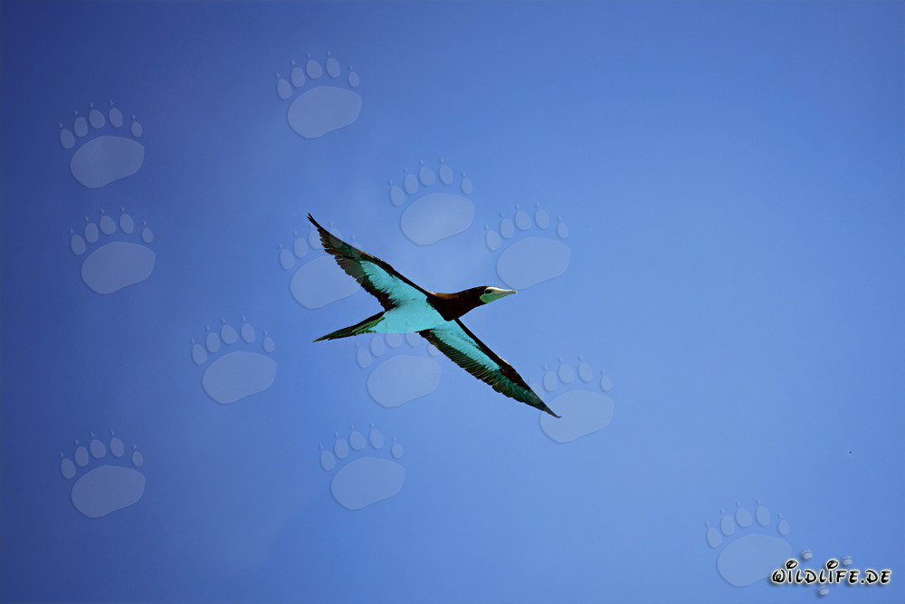 Flying Brown Booby (Sula leucogaster)