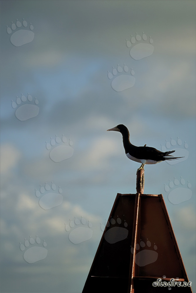 Brown Booby resting on a swaying buoy
