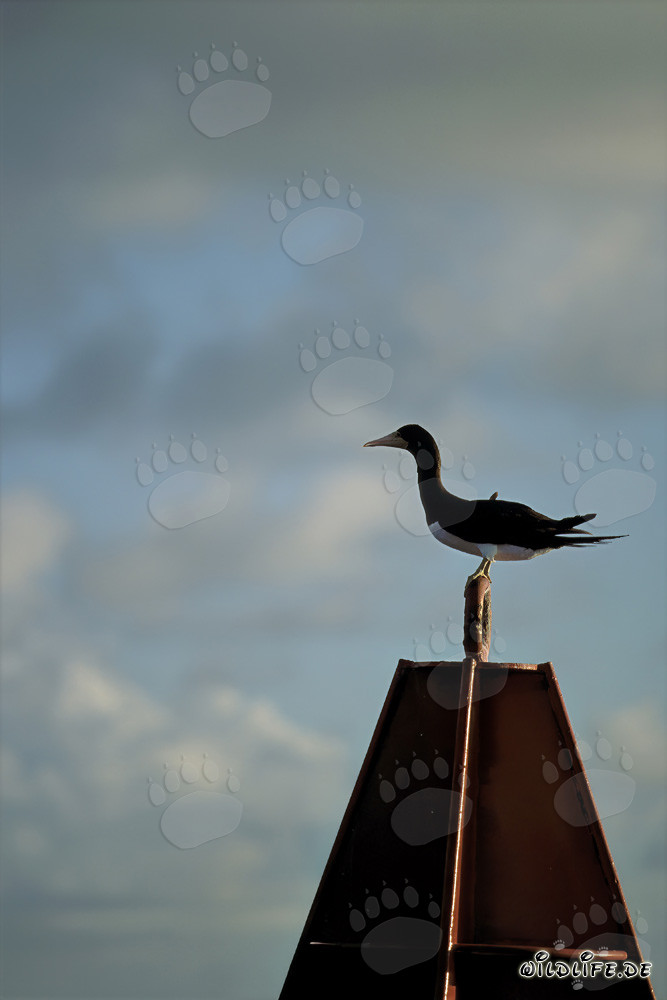 Fou brun (Sula leucogaster) se repose sur une bouée oscillante