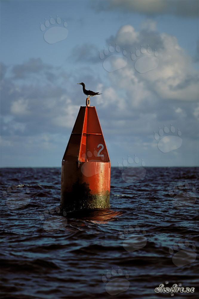 Brown Booby (Sula leucogaster) on a striking red buoy
