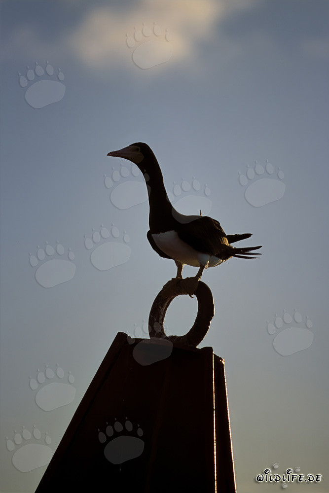 Brown Booby (Sula leucogaster)