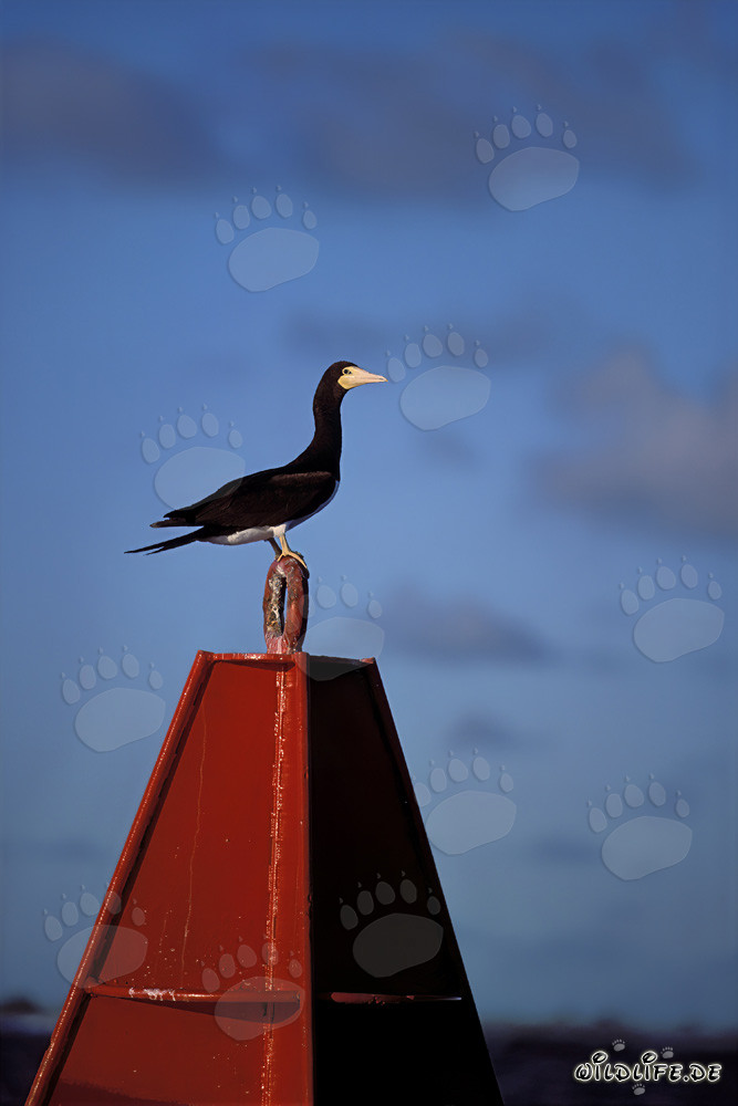 Fou brun (Sula leucogaster) au sommet d'une bouée