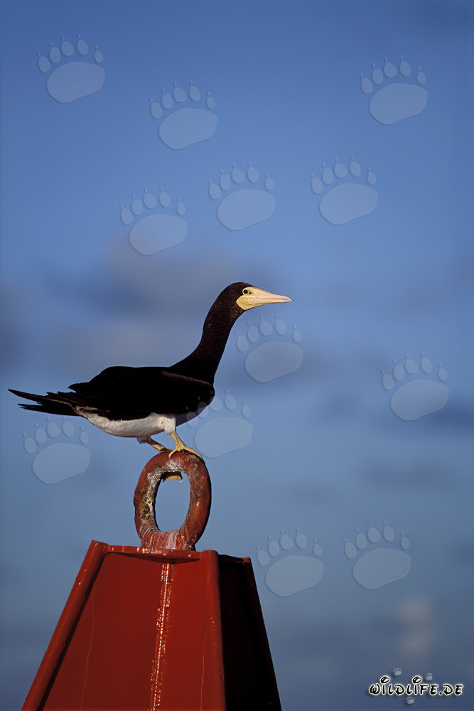 Brown Booby on Buoy - majestic seabirds in nature