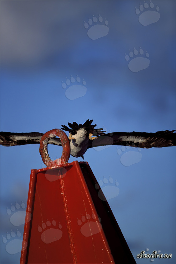 Brown Booby on a buoy