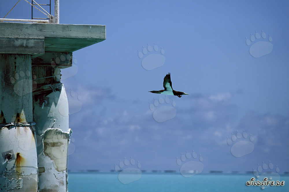Flying Brown Booby (Sula leucogaster)
