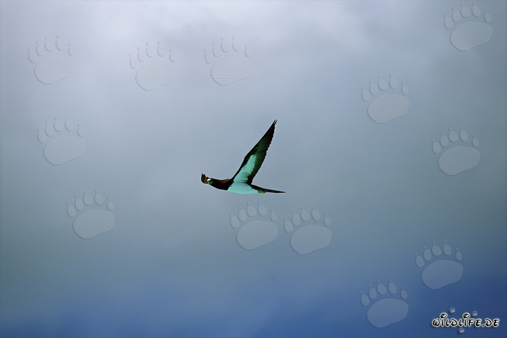 Brauntoelpel auf Midway Atoll beobachten