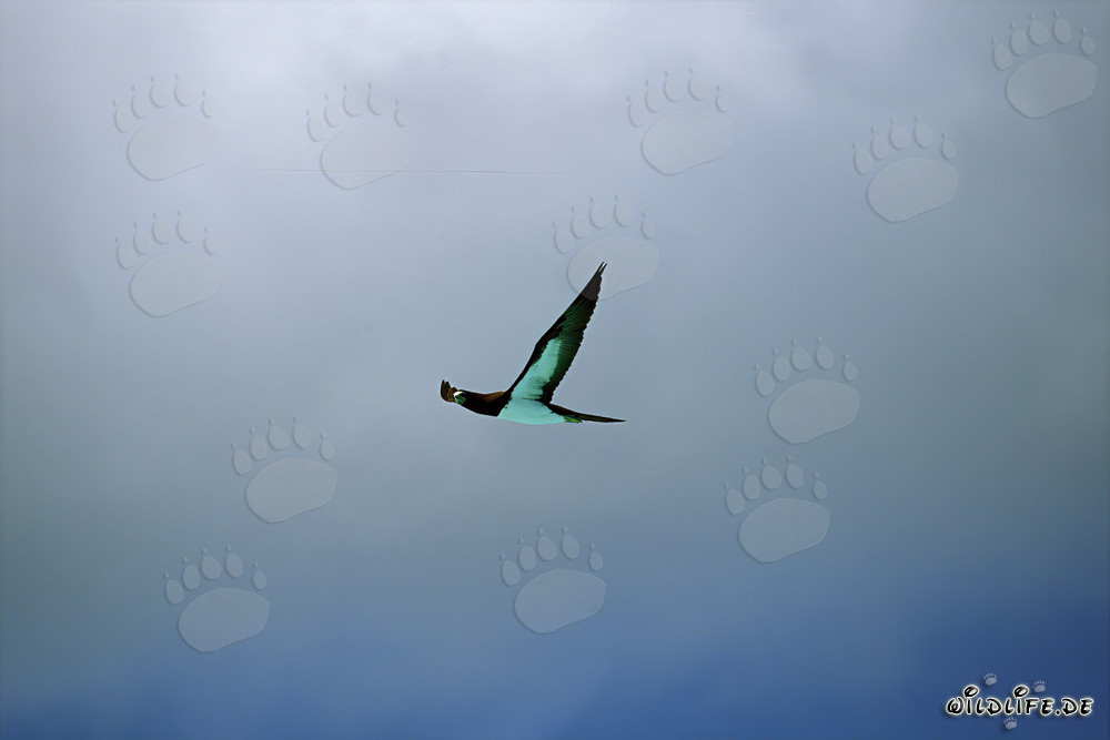 Observar los piqueros pardos en Midway Atoll