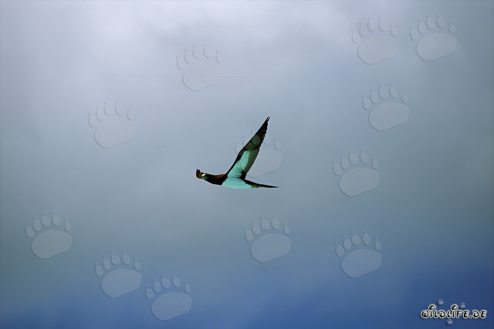 Osservare i sule brune a Midway Atoll