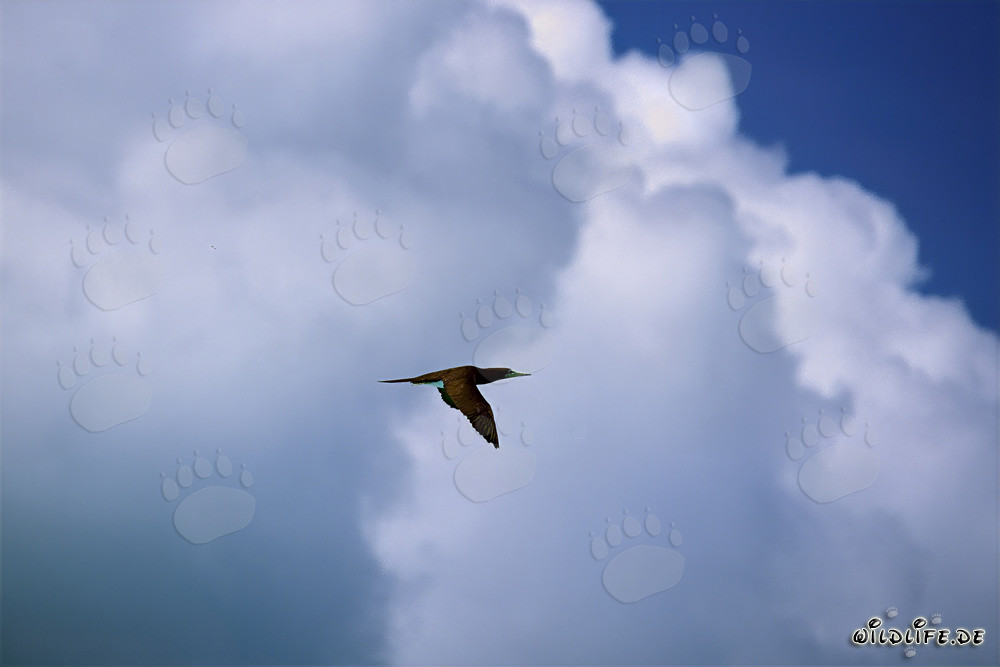 Flying Brown Booby (Sula leucogaster)