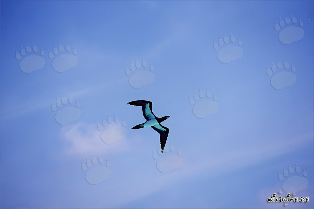 Fliegender Brauntoelpel (Sula leucogaster)