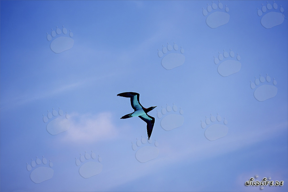 Flying Brown Booby (Sula leucogaster)