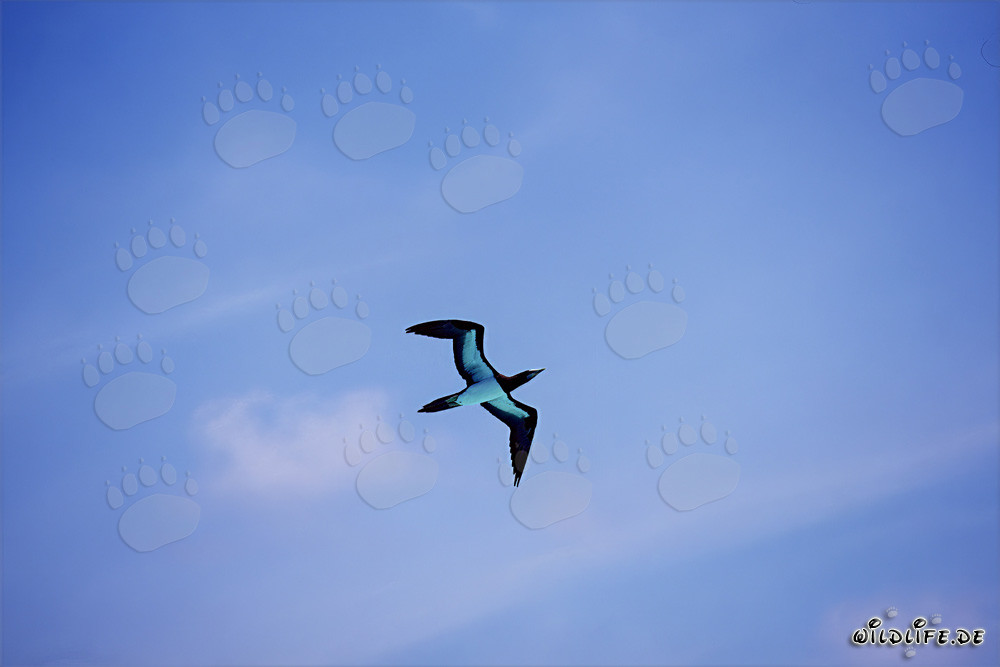 Fou brun (Sula leucogaster)
