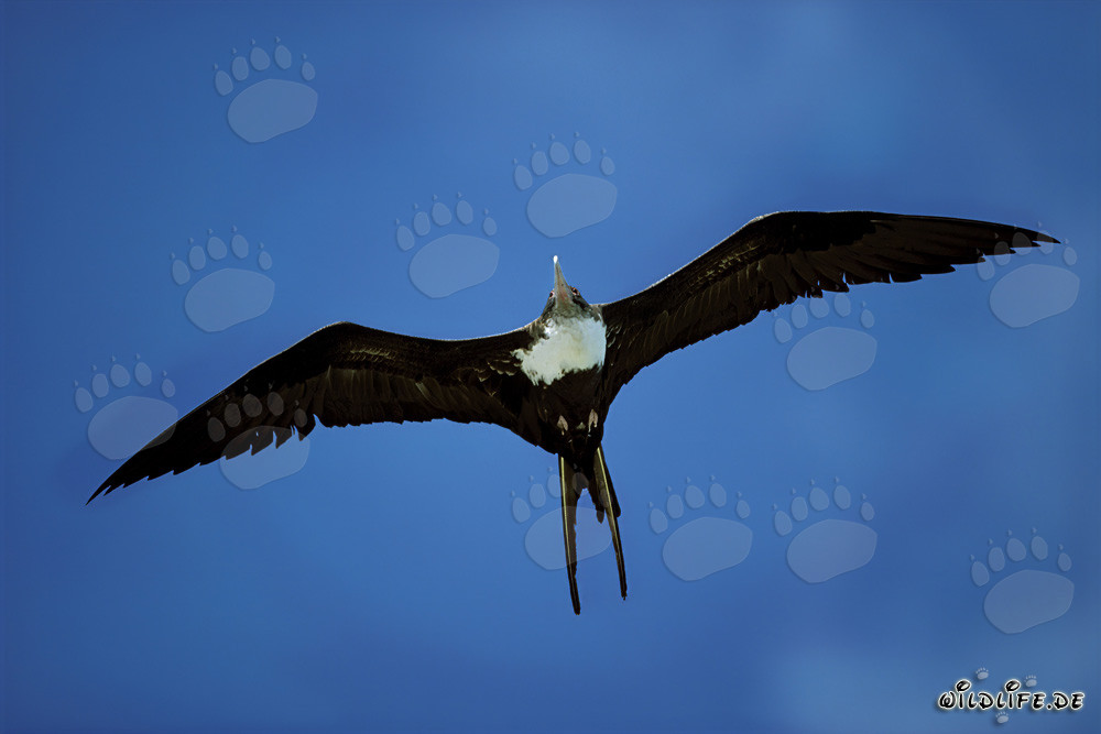 Bindenfregattvogel im majestätischen Flug über dem Pazifik