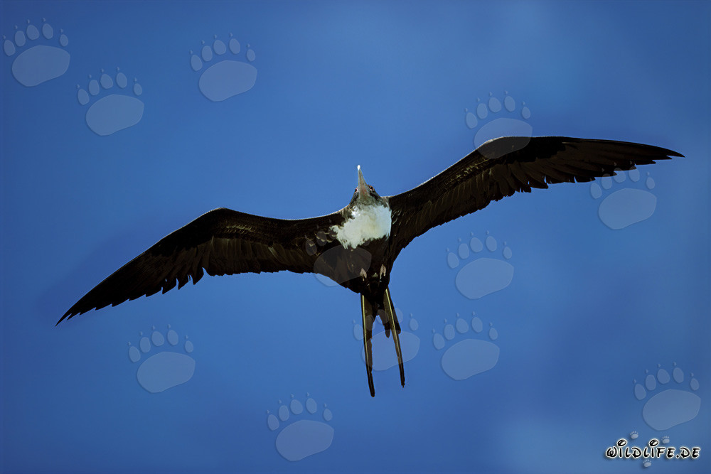 Great Frigatebird soaring majestically over the Pacific Ocean