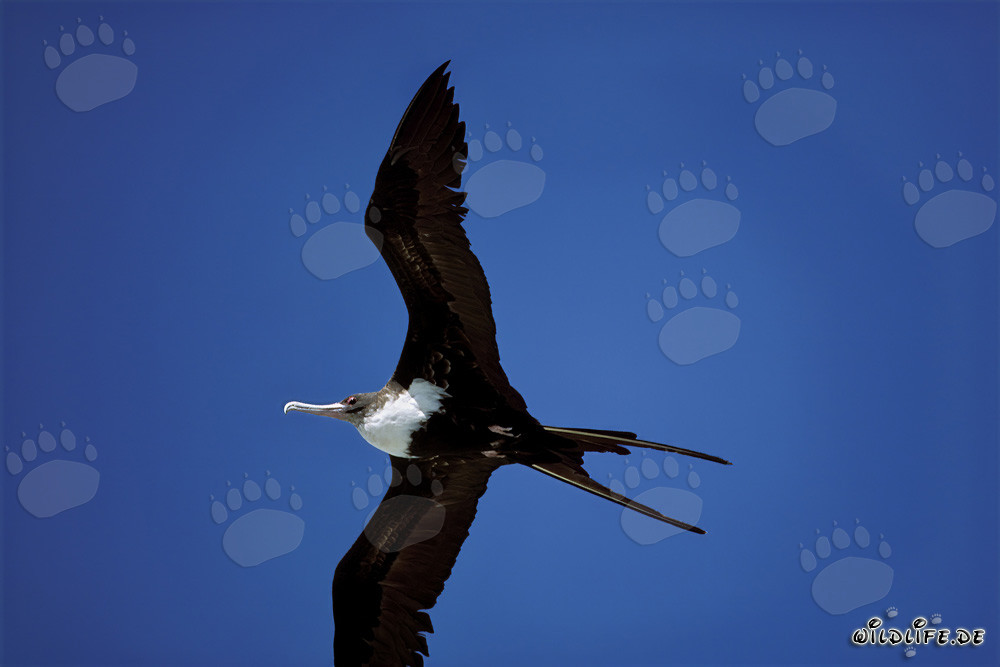 Fliegender Bindenfregattvogel