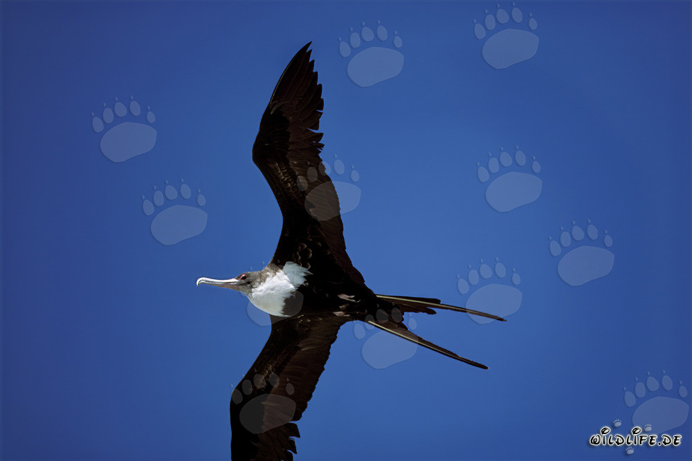 Fregata minore palmerstoni in volo