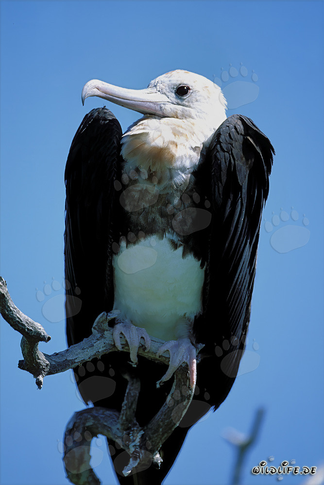 Majestätischer Bindenfregattvogel auf einem Ast