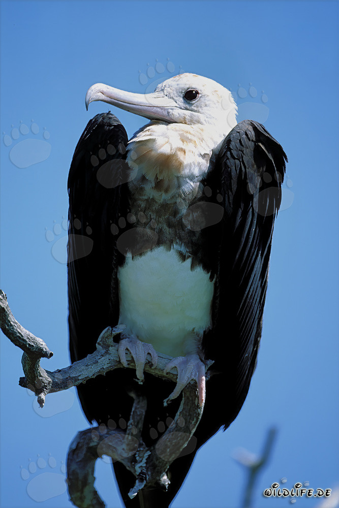 Majestic Great Frigatebird perched on a branch