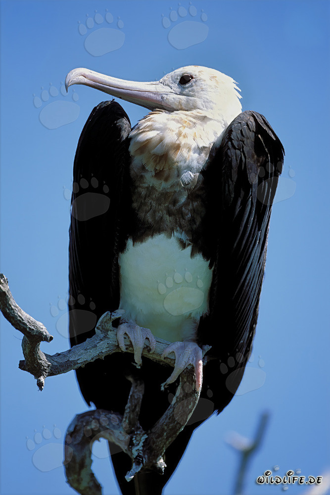 Bindenfregattvogel ruht sich aus