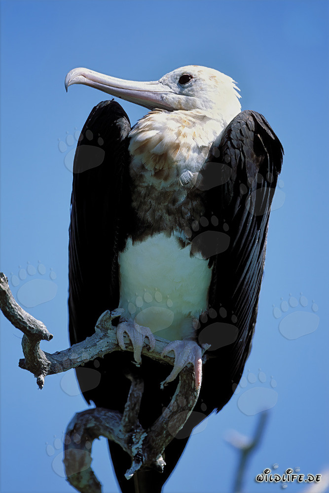 Great Frigatebird Resting