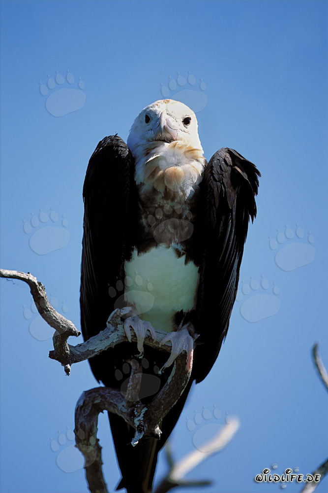 Fregata delle Isole Orientali