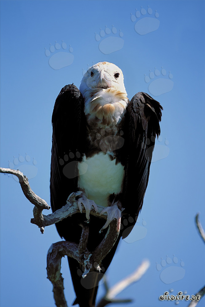 Great Frigatebird on Eastern Island