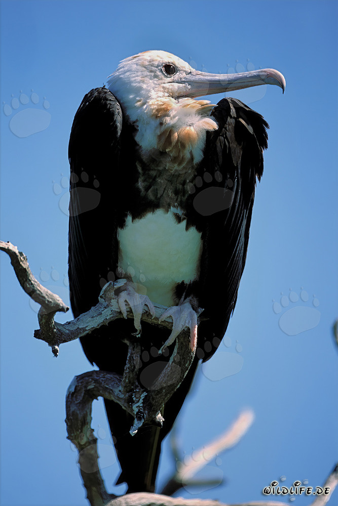 Bindenfregattvogel auf Eastern Island