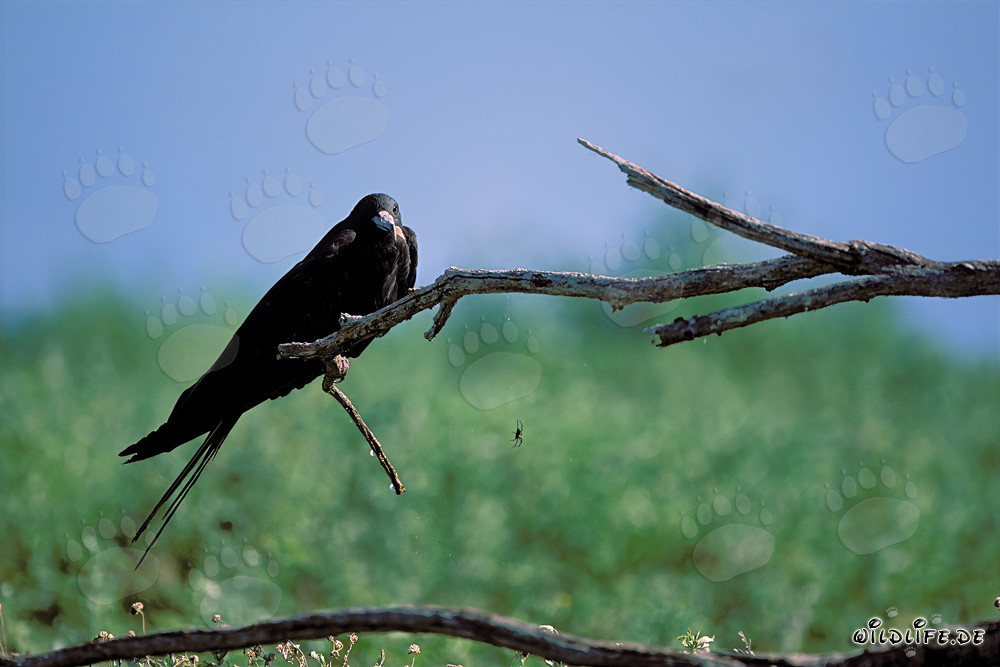 Bindenfregattvogel auf Eastern Island