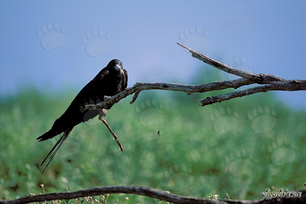 Great Frigatebird on Eastern Island