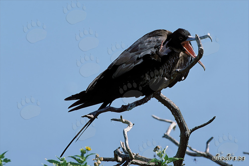 Great Frigatebird on Eastern Island