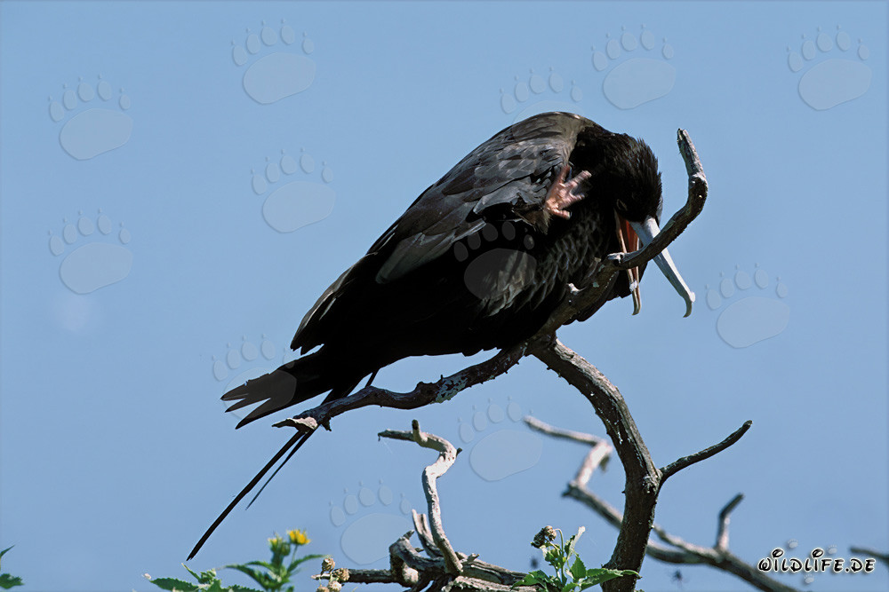 Fragata magnífica en la Isla del Este
