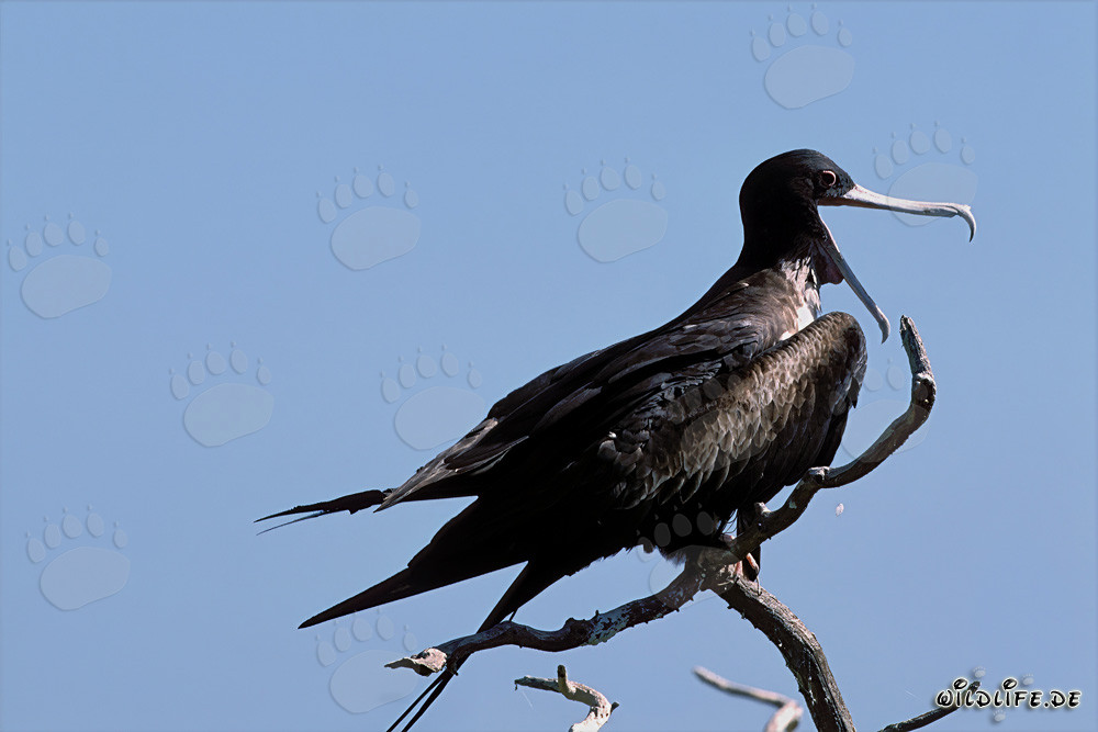 Bindenfregattvogel auf Eastern Island