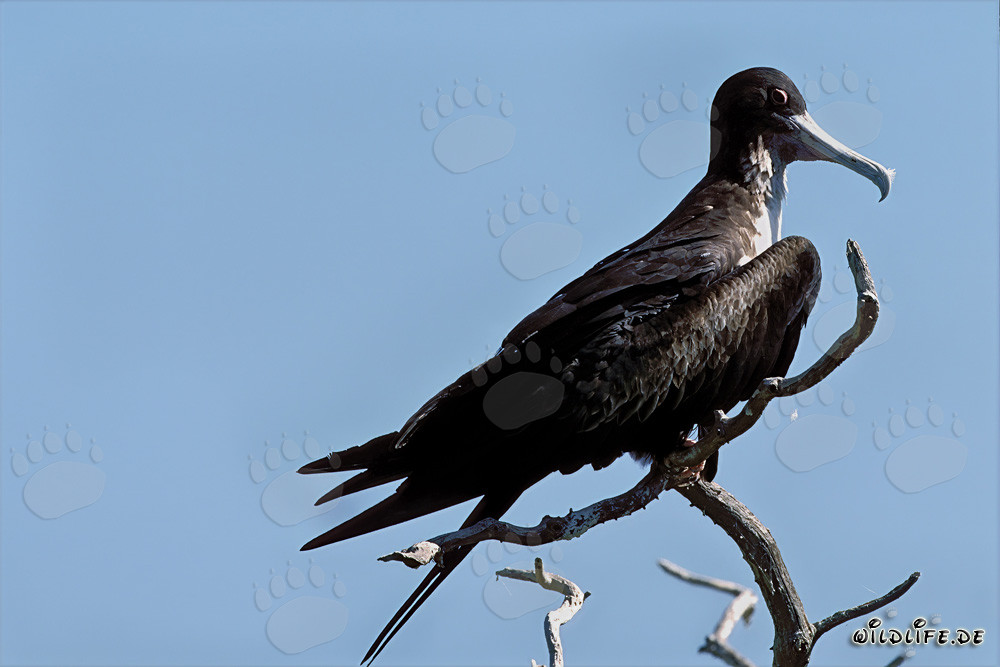 Bindenfregattvogel auf Eastern Island