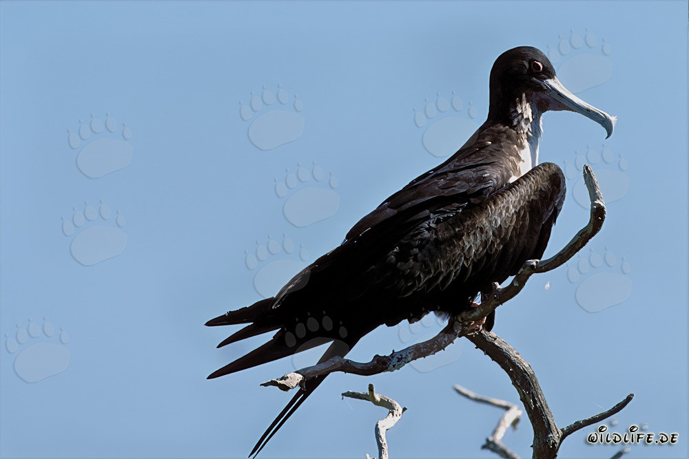 Great Frigatebird on Eastern Island